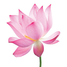 Load image into Gallery viewer, Natural Soy Candle - Pink Lotus Flower
